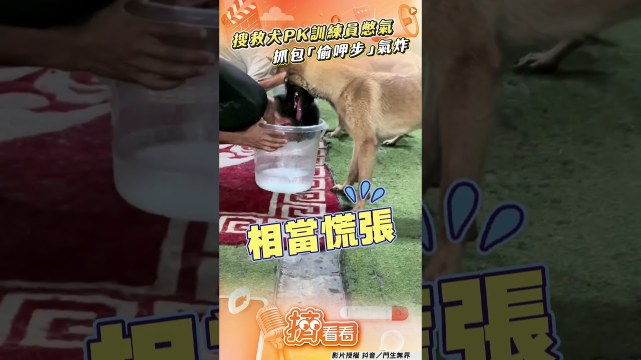 影音/搜救犬PK憋氣比輸超困惑 抓包訓練員「偷呷步」氣炸狂吠