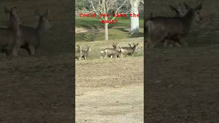 Herd of deer
