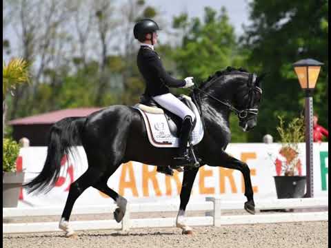 PAV NACHTSCHWÄRMER 7j. DR v. Nemax - FS Don't Worry