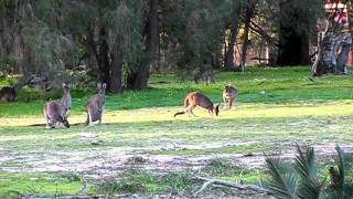 Kangaroos, Lake Clifton, Western Australia