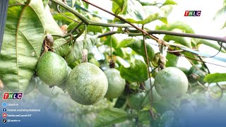 Golden passion fruit - a new promising crop variety in Bac Ha commune | THLC