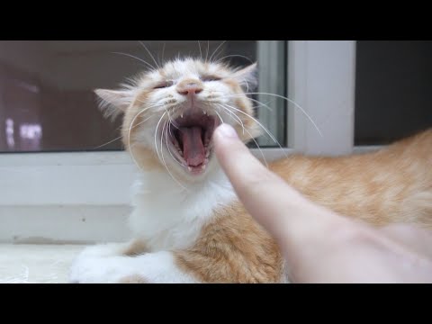 What Happens If You Touch The Cat's Nose?