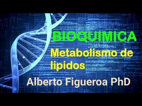 Metabolismo de lipidos