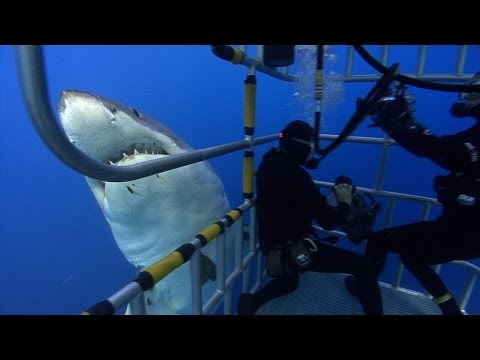 Great White sharks Underwater video stock footage