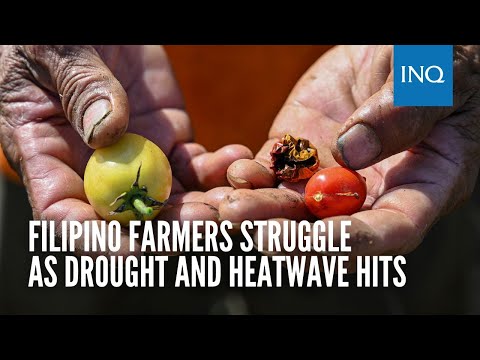 Filipino farmers struggle as drought and heatwave hits