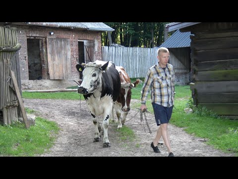 wieś spokojna, wieś wesoła - 3 rasy rodzime bydła