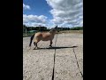 Poney demi-sang belge à vendre