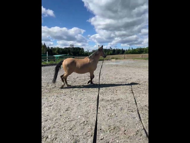 Poney demi-sang belge &agrave; vendre