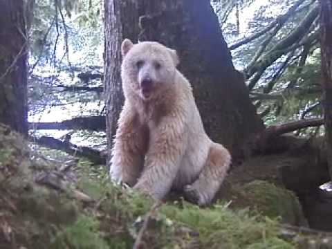 The Spirit Bear