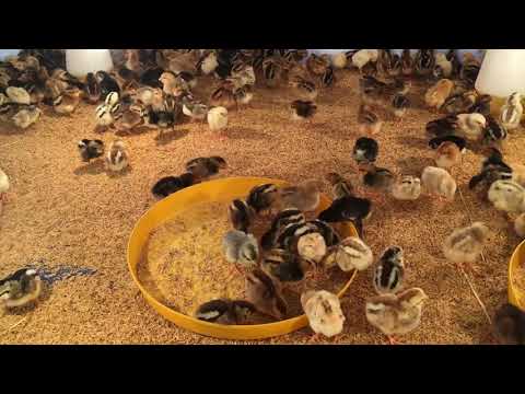 Gà nòi lại Bến Tre - 0982 693 432