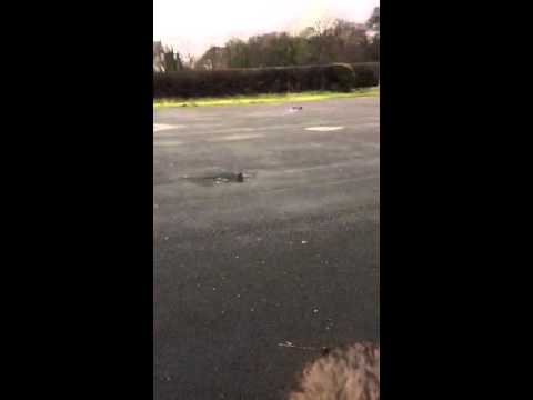 CHARLIE HOLLAND RC NITRO BUGGY