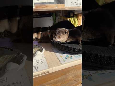 かわいらしい受付嬢😳😳 Cute receptionist! #shorts