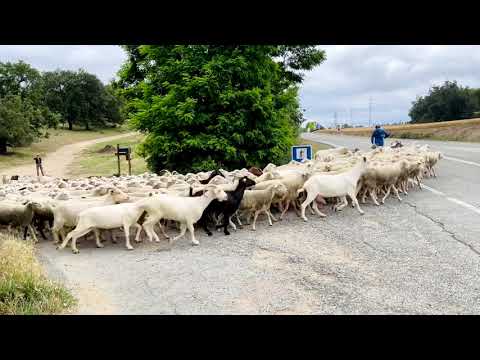 Day 8 - From Puente De La Reina to Estella on the Camino Frances de Santiago