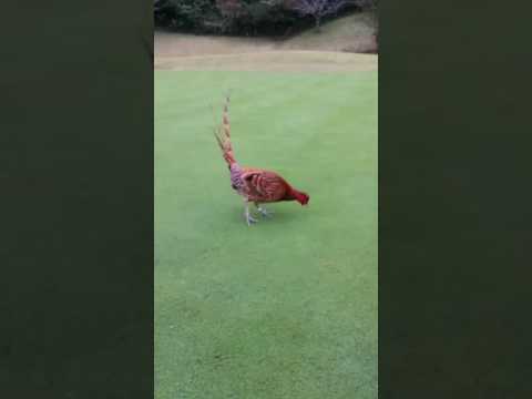 ヤマドリ テッセラタについて詳しく解説