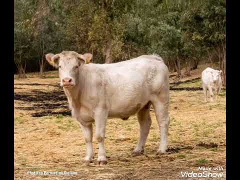 VACCHE E MUCCHE ByBernardino Giuliani