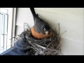 Robin Watch 2012 - April 7 Compilation Video (Egg ...