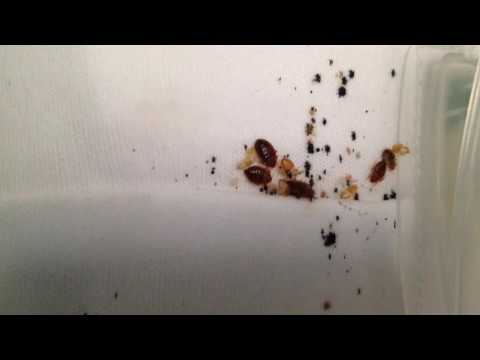 Hotel Bed Bug Infestation in Sayreville, NJ