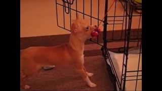 Teacup Chihuahua Puppy Fights With Ball of Yarn. - Does She Win?