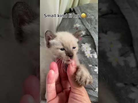 He grows so fast but he grows wilder😱 #siamesecat #hypercat