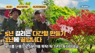 외목대 나무를 다간형으로 만드는 가장 빠른 방법! 5년 걸릴 작업을 1년 만에? 루브룸 단풍나무로 실습! |…