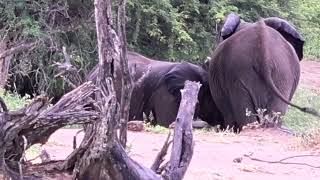 Elephants Have Fun in the Rain!🐘👌