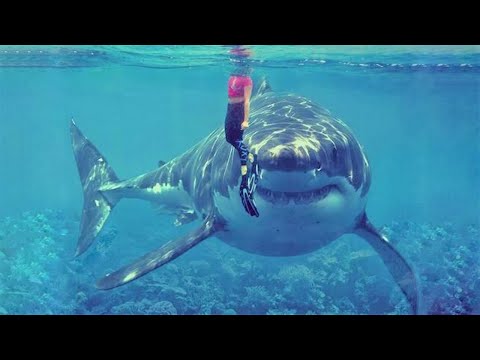 15 Largest Monster Sharks Ever Caught on Camera