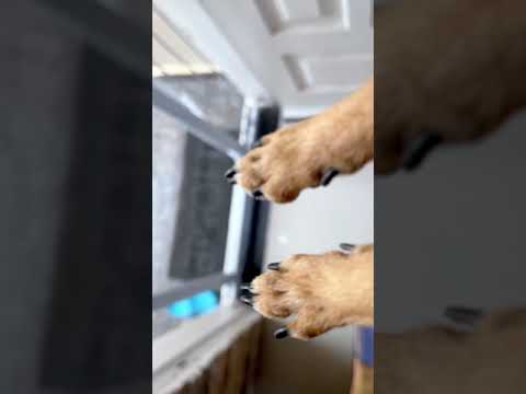 #shorts PASSINHO DEBOCHADO