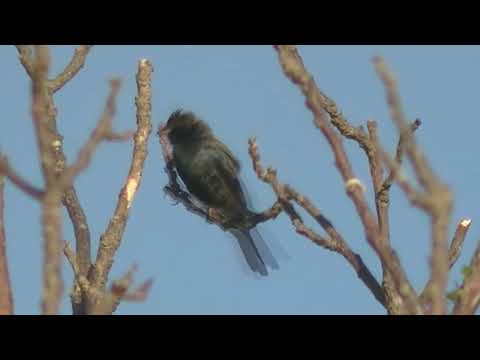 Inambú campestre y Volatinero Esperanza Santa Fe Argentina 2025
