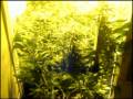 Growing Marijuana by Limbo following week 5 / www.limbo-co.com