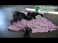 Miniature Schnauzer dogs for sale: Karson - Video 1