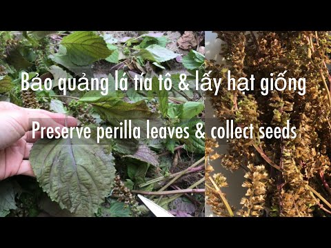 , title : '🇨🇦 Cách bảo quảng lá tía tô & lấy hạt giống | How to preserve perilla leaves & collect seeds'