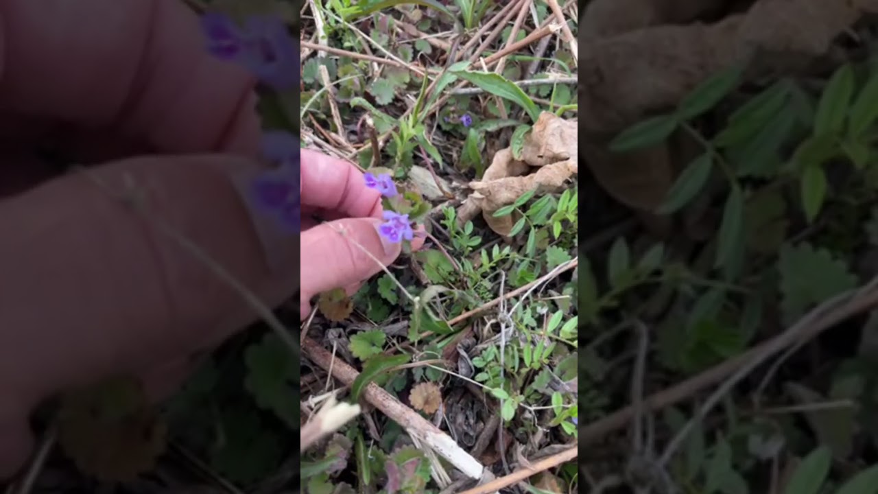 日曜朝8時食べられる野草散歩〜ライブ ハイライト！メンバーシップにて視聴できます。