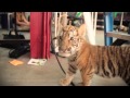 A Tiger's Tail - "I Got You" by Kari Kimmel - Music ...