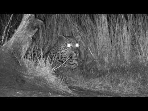Djuma: Hosana male leopad back to the pan for browsing what may show up-Pt:2 - 05:44 - 07/17/18