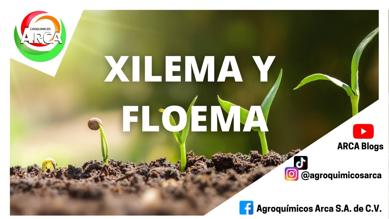 HABLEMOS DE XILEMA Y FLOEMA