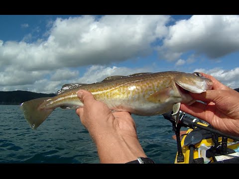 download lagu mp3 mp4 Turbot Fishing Cornwall, download lagu Turbot Fishing Cornwall gratis, unduh video klip Turbot Fishing Cornwall