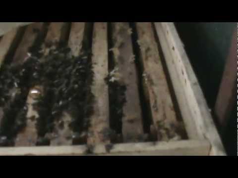 2. Iernatul in noul model de Stup Bio  2/4