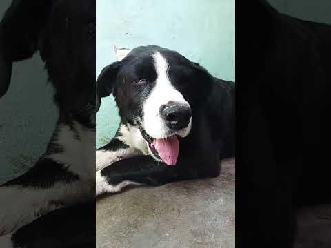 El Moro #casagrande #perro #miradacanina #cordoba