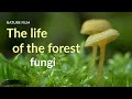 The life of the forest. Fungi