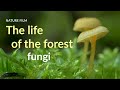 The Life Of The Forest Fungi