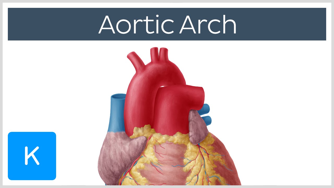 Aortic Arch: Anatomy, Branches, Function & Definition | Kenhub