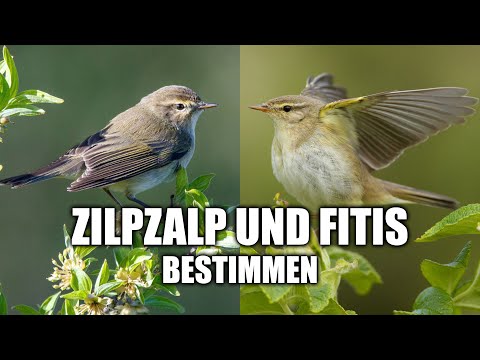 Fitis und Zilpzalp sicher bestimmen
