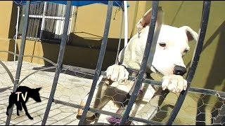 Download lagu Visiting Slim | Baja Dog Vlog mp3 Download lagu Visiting Slim | Baja Dog Vlog mp3