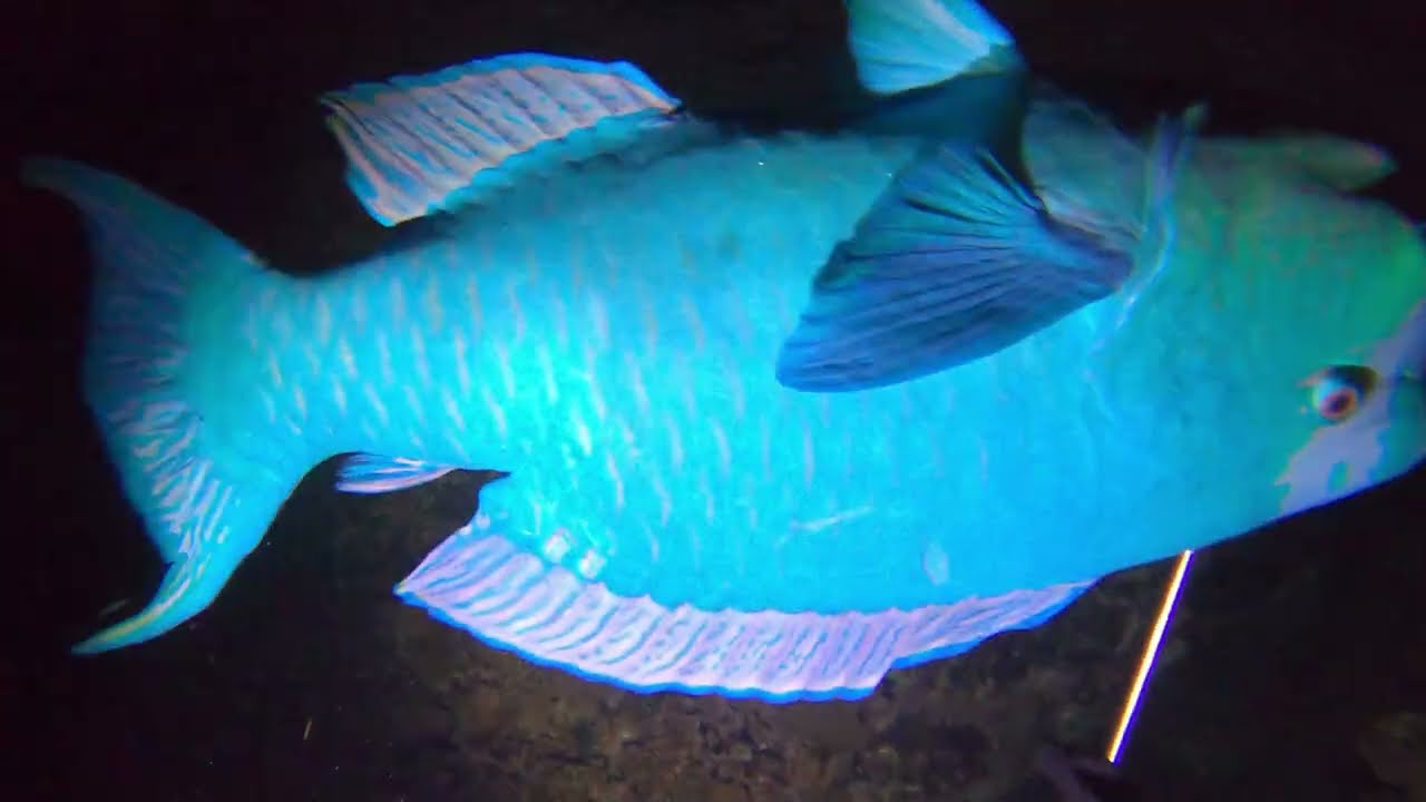 【素潜り魚突き】2025年8月29日【spearfishing in JAPAN】