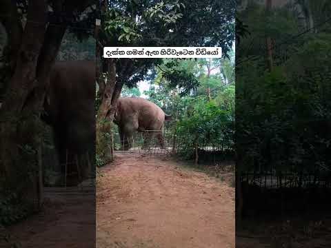 දැක්කත් ඇති පේනවනේ #elephant #elephantlove #wildlife #nature #srilanka