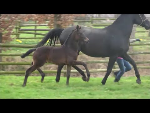 *2021 Stute von Bellany - Swarovski SOLD!!!