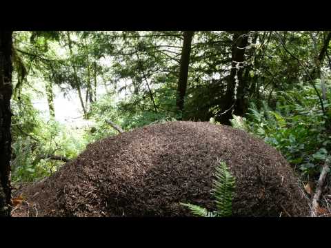 Really Large Anthill, Willamette National Forest, Oregon