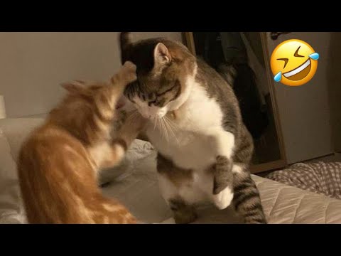 gatos engraçados tente não rir 🤣