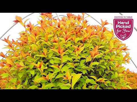 Spiraea Magic Carpet // Hardy, Tough, Resilient, Easy to Grow & Very Colorful Dwarf Shrub👍👏👌😉