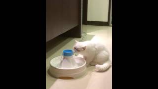 Milk, exotic shorthair, is drinking water